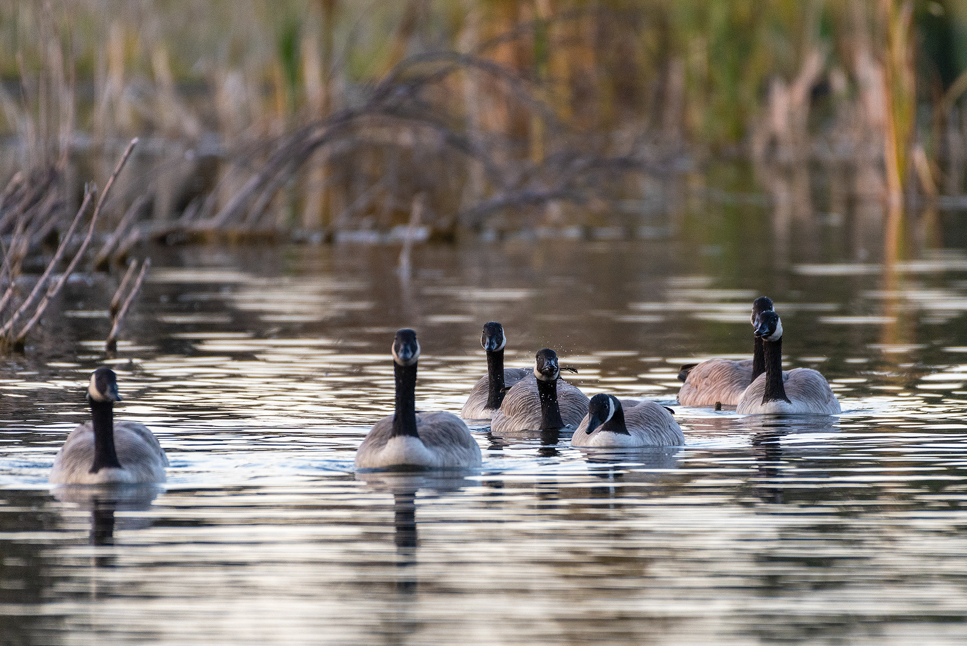 Canada Geese at the Marshall Springs ponds in Fish Creek Provincial Park