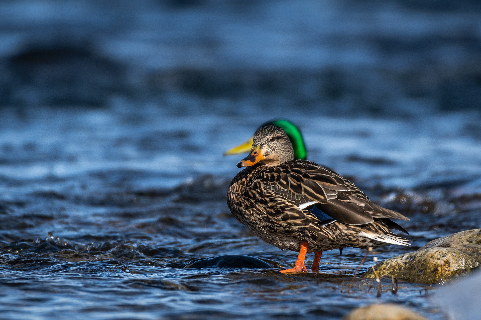 Mallards (pair) on the edge of the Bow River, just down stream from Carburn Park, Calgary, AB