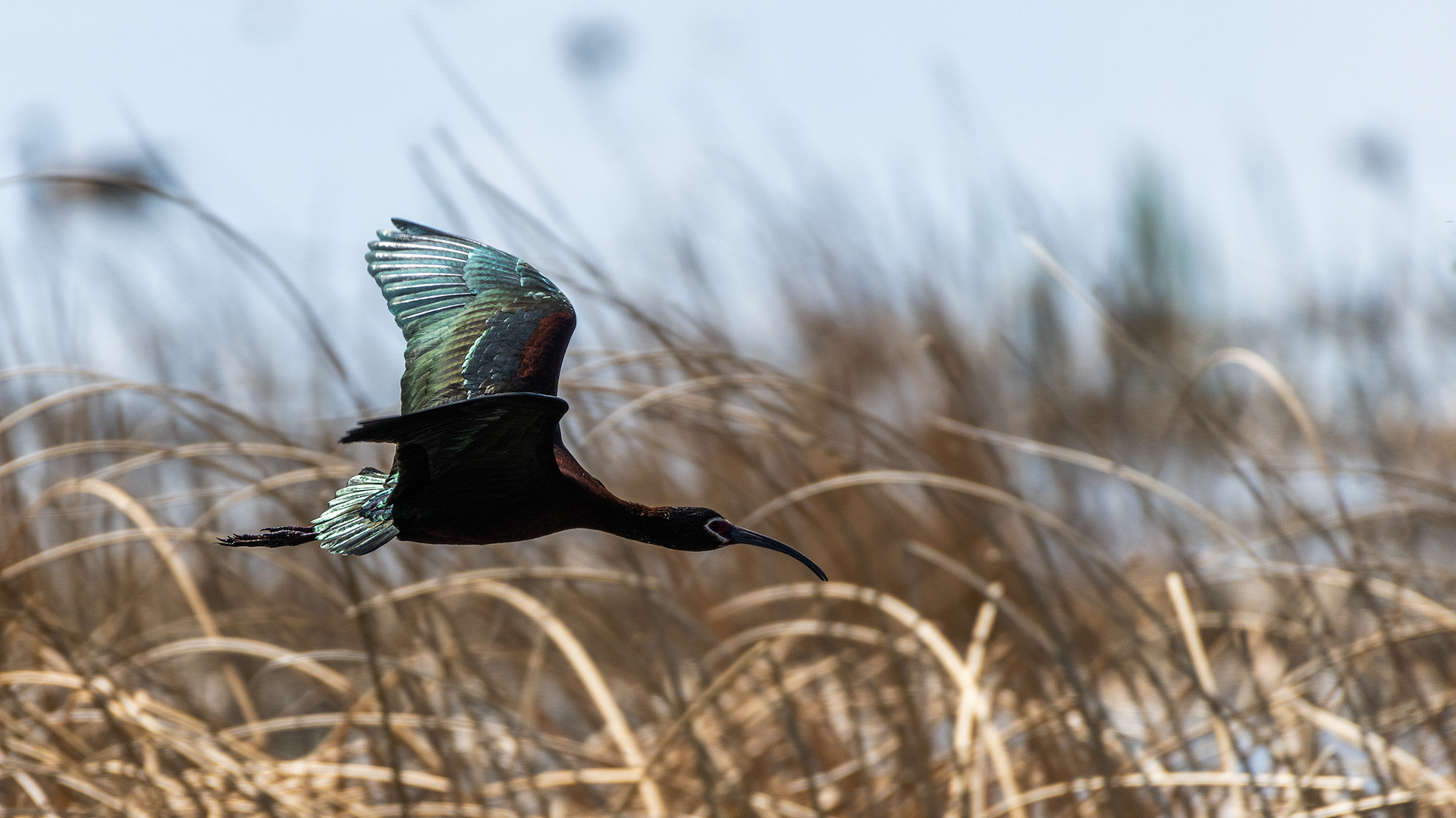 White-faced Ibis in flight, Frank Lake, Alberta