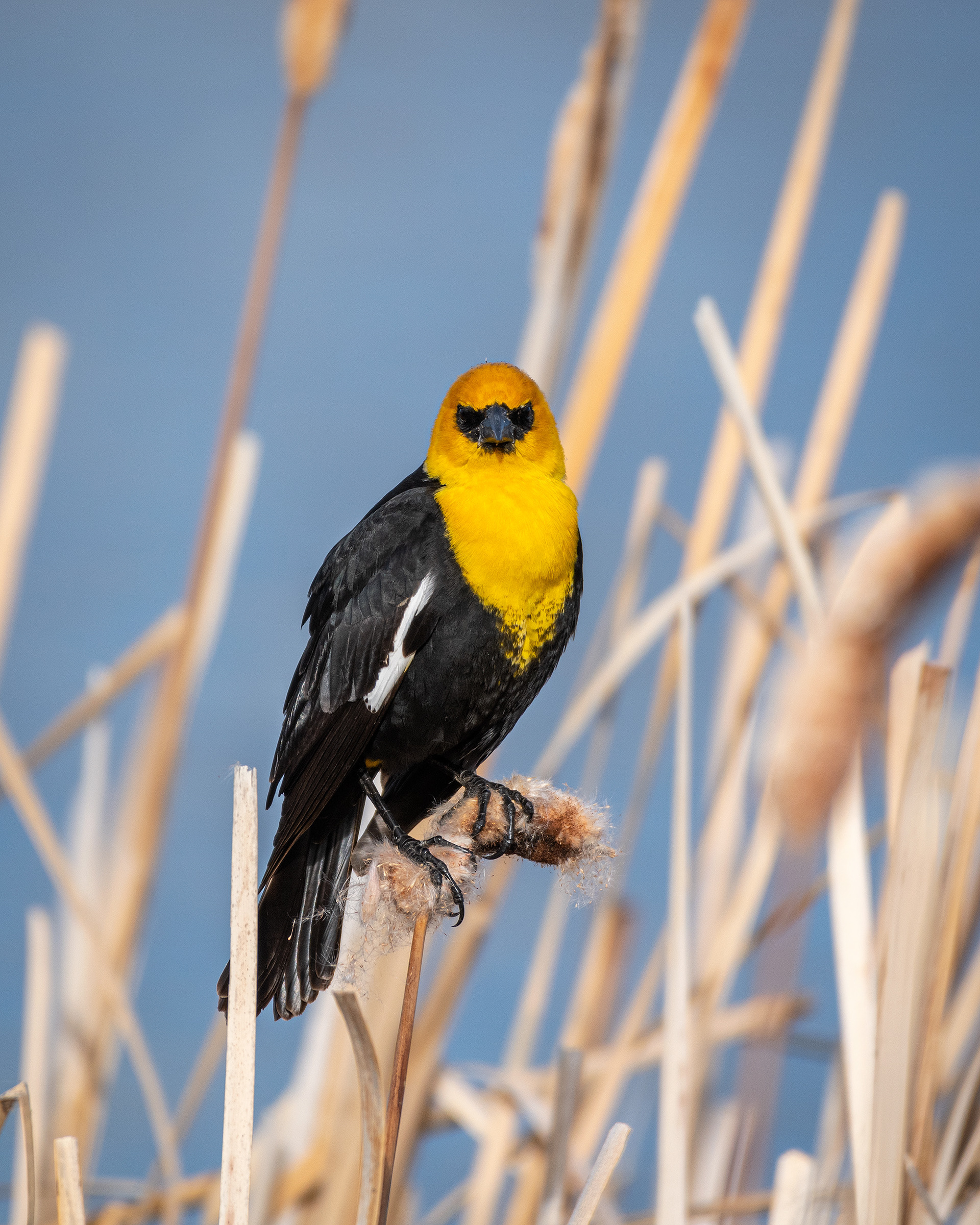 Yellow-headed Blackbird (male), Bridlewood Wetlands Park, Calgary, AB