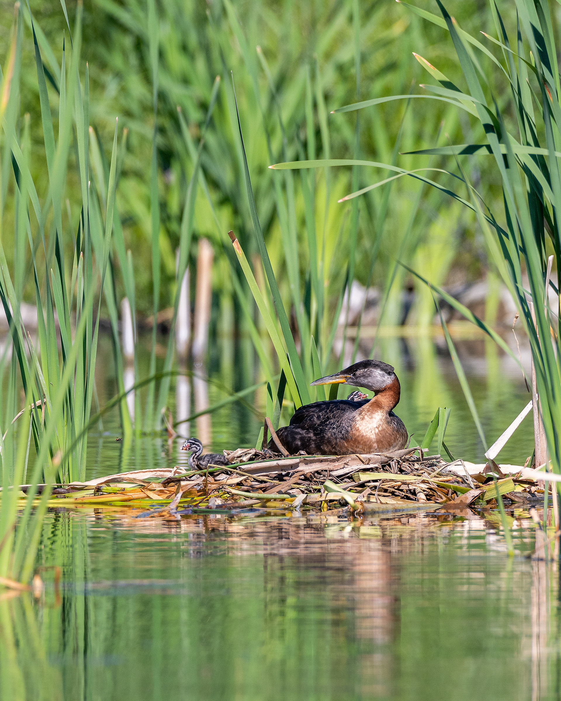 Red-necked Grebe (male) on his nest with two chicks, Marshall Springs - Fish Creek Prov. Park, Calgary, AB