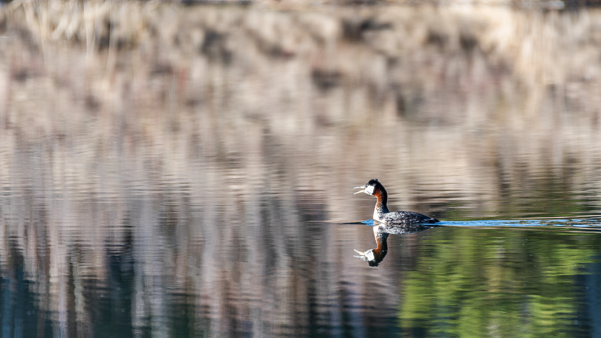 Red-necked Grebe at Marshal Springs, Fish Creek Provincial Park, Calgary, Alberta