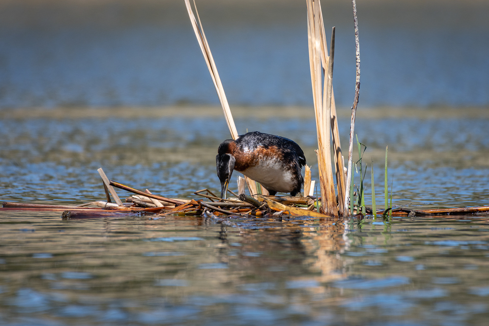 Red-necked Grebe, Marshall Springs ponds, Fish Creek Provincial Park, Calgary, AB