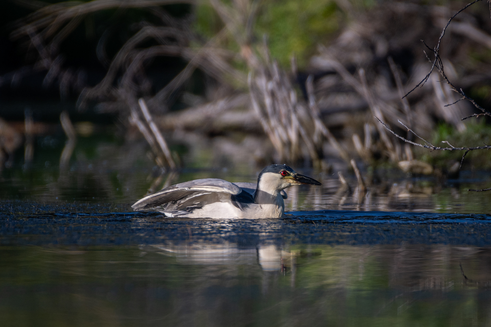 Black-crowned Night-Heron, Marshall Springs ponds, Fish Creek Provincial Park, Calgary, AB