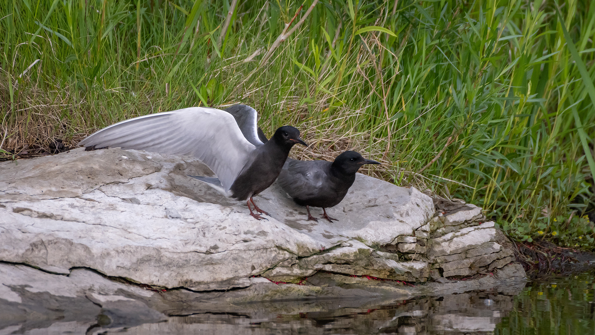 Black Terns, Marshall Springs ponds, Fish Creek Provincial Park, Calgary, AB
