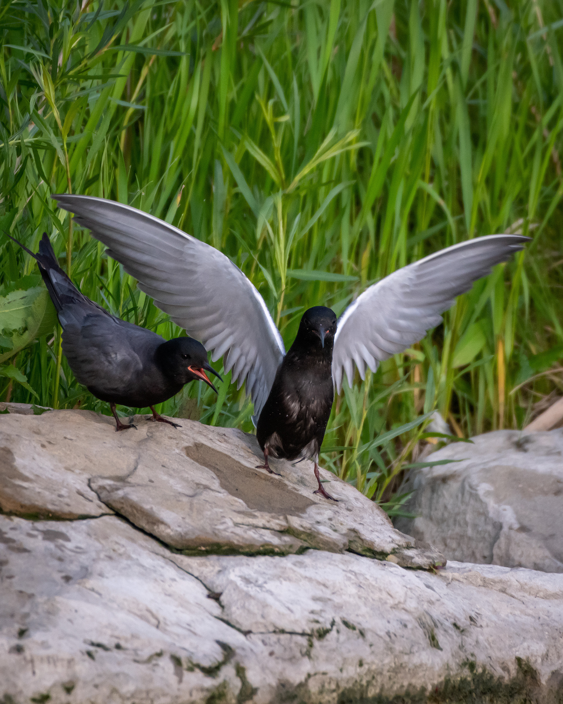 Black Terns, Marshall Springs ponds, Fish Creek Provincial Park, Calgary, AB