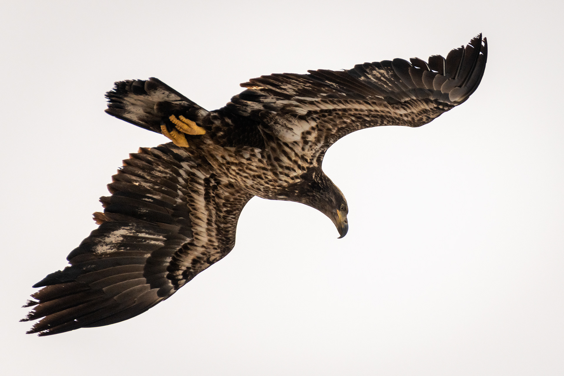 Bald Eagle (immature) in flight - Southview Off Leash Dog Park, Calgary, AB