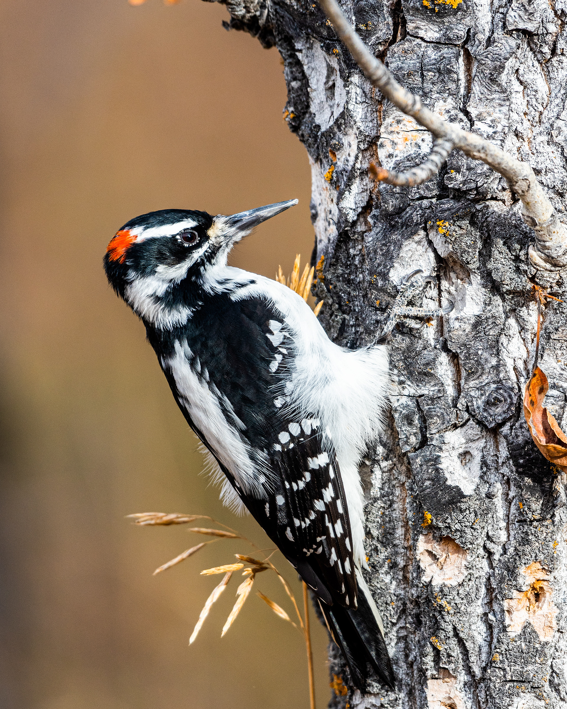 Hairy Woodpecker (male) near the Marshall Springs ponds in Fish Creek Provincial Park