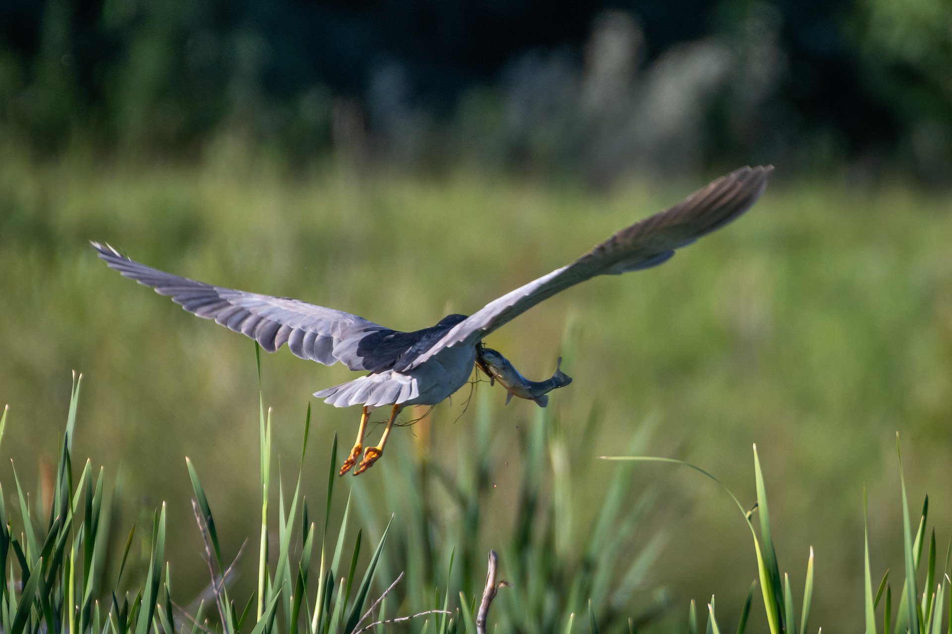 Black-crowned Night-Heron (in flight) with a fish, Marshall Springs ponds, Fish Creek Provincial Park, Calgary, AB