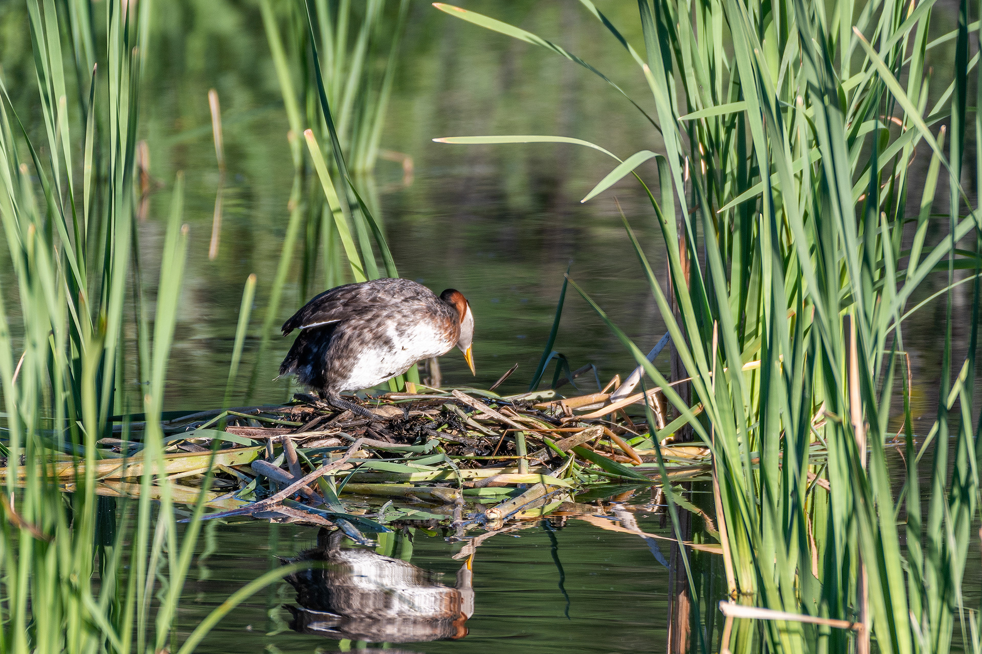 Red-necked Grebe (female) on her nest (4 eggs visible), Marshall Springs - Fish Creek Prov. Park, Calgary, AB