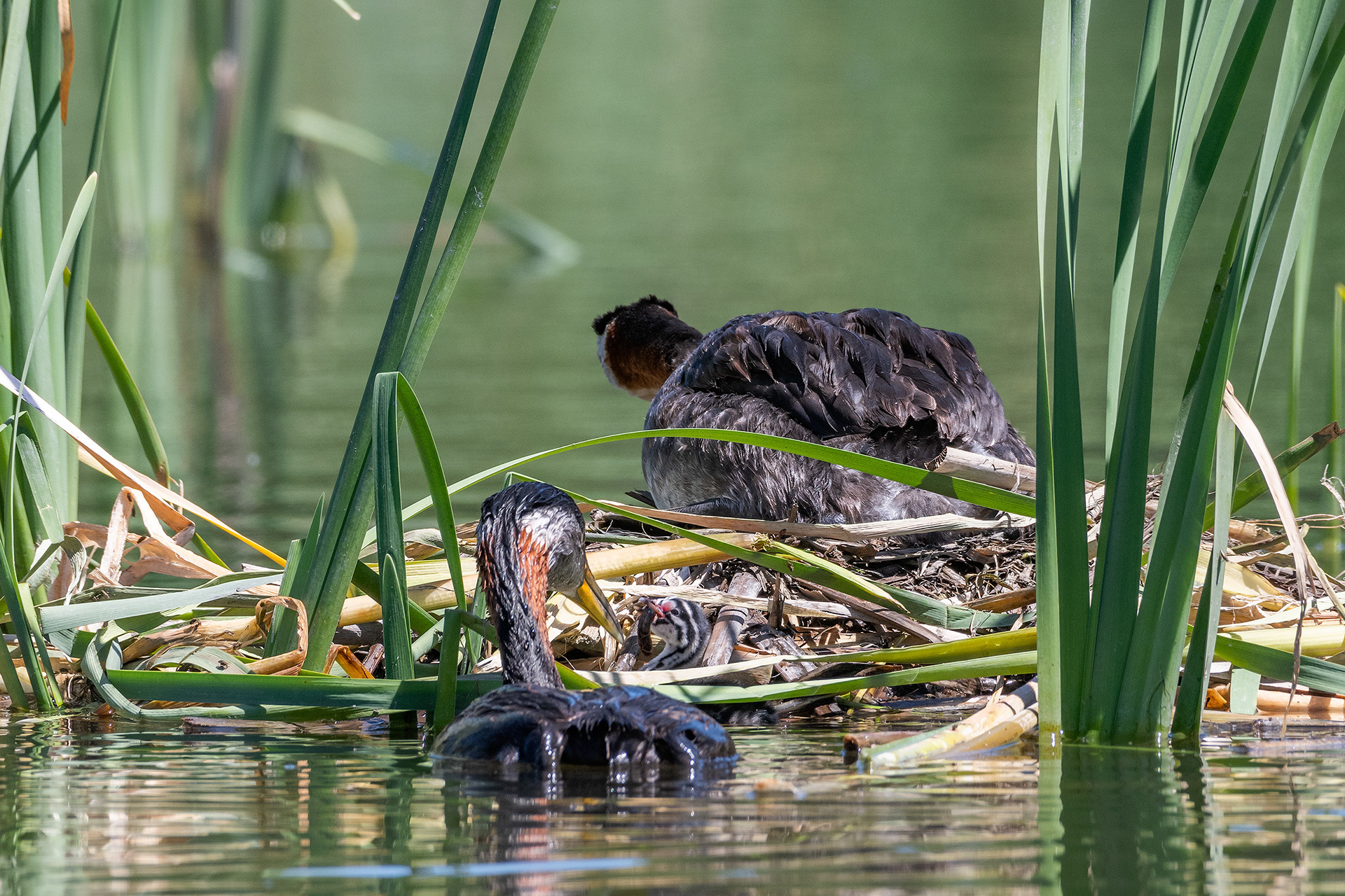 Red-necked Grebe pair at their nest with their newly hatched chick (Dad brought some food for the chick), Marshall Springs - Fish Creek Prov. Park, Calgary, AB