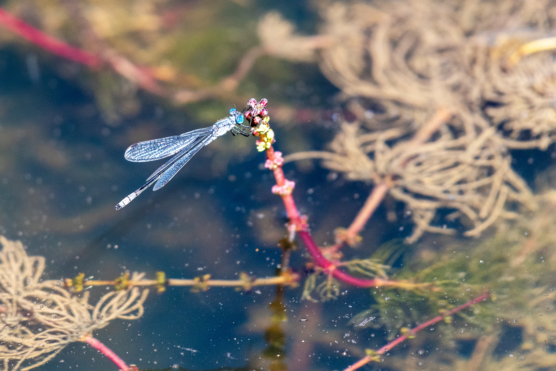 Dragonfly