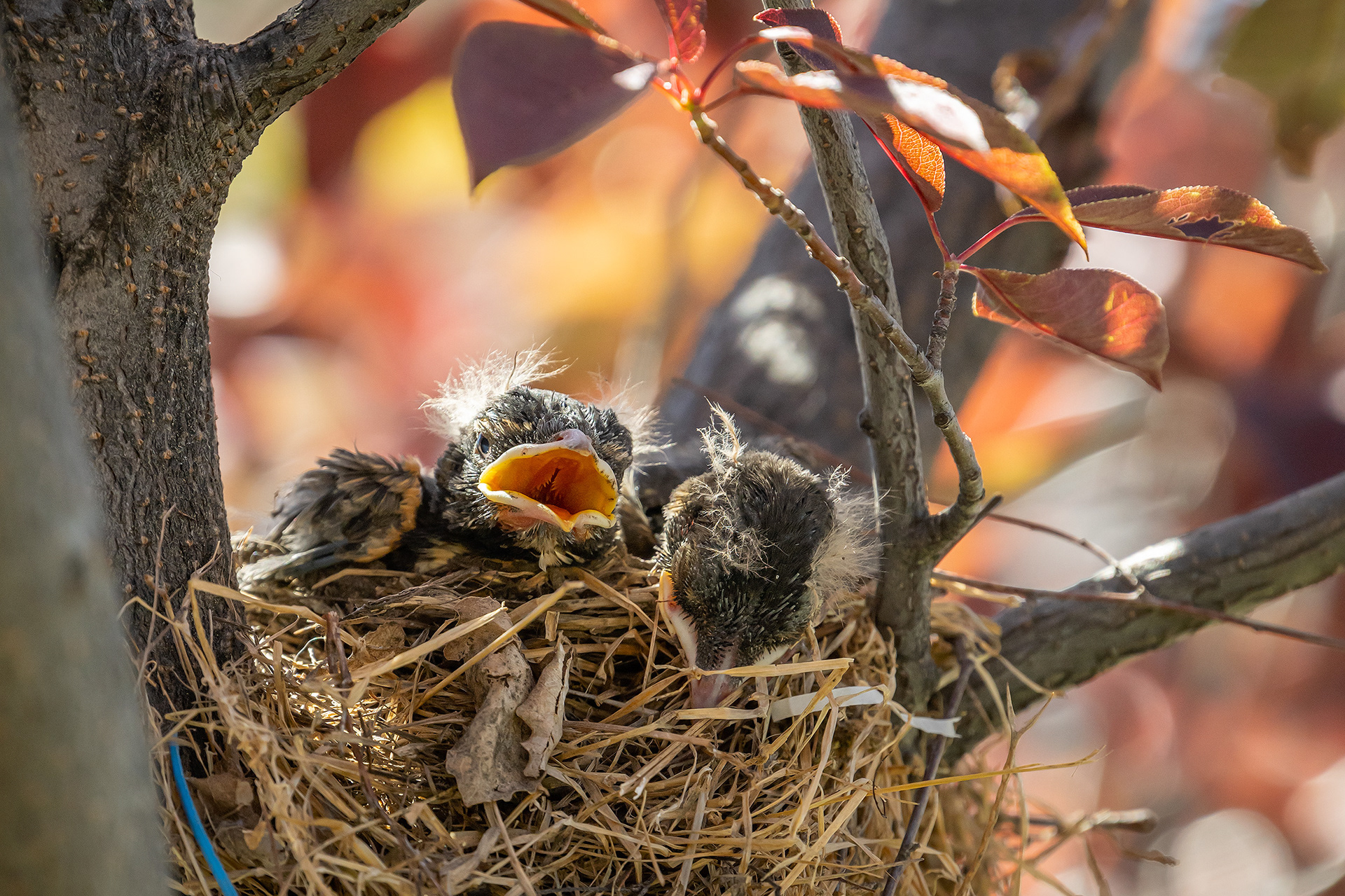 American Robin hatchlings, Bridlewood, Calgary, AB