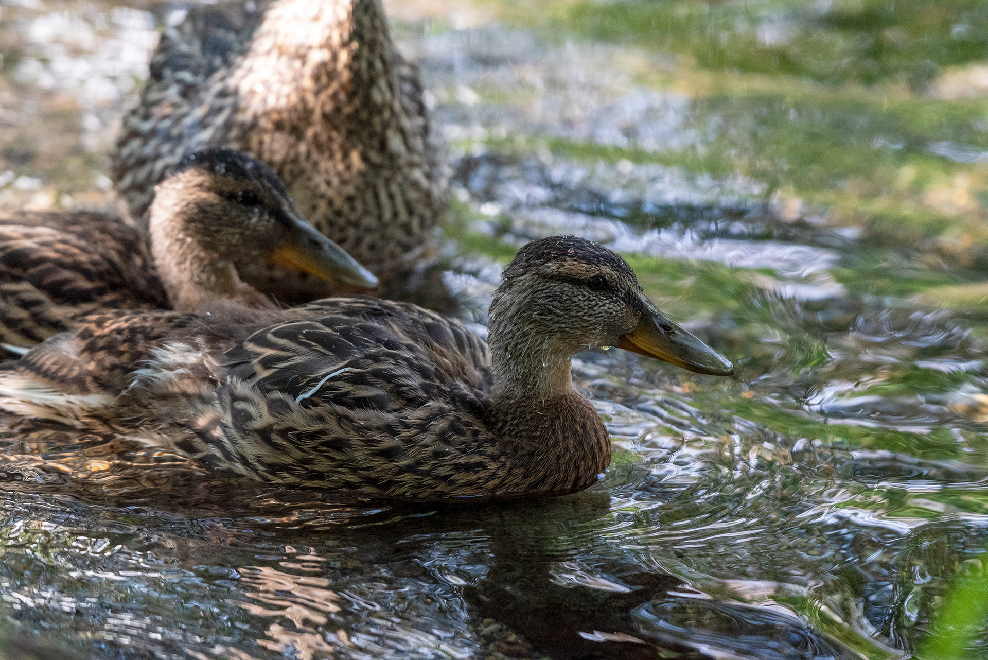 ducklings, Bridlewood Wetlands Park, Calgary, Alberta