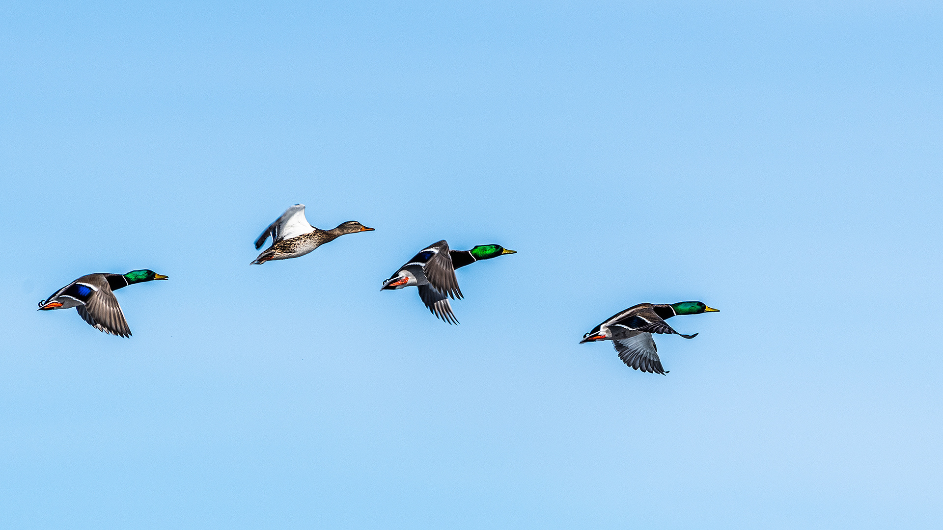 Mallards (3 males, 1 female, in flight) near Carburn Park, Calgary, AB