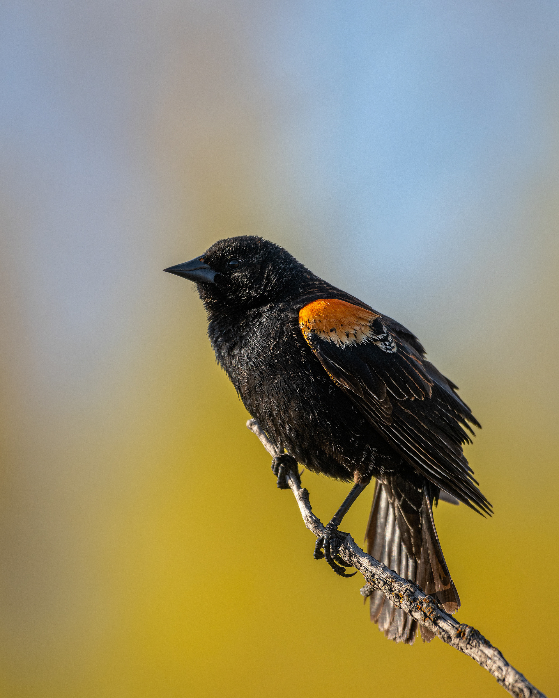 Red-winged Blackbird (male), Bridlewood Wetlands Park, Calgary, AB