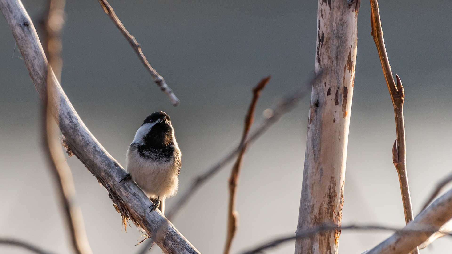 Black-capped Chickadee near Mallard Point, Fish Creek Prov. Park, Calgary, AB