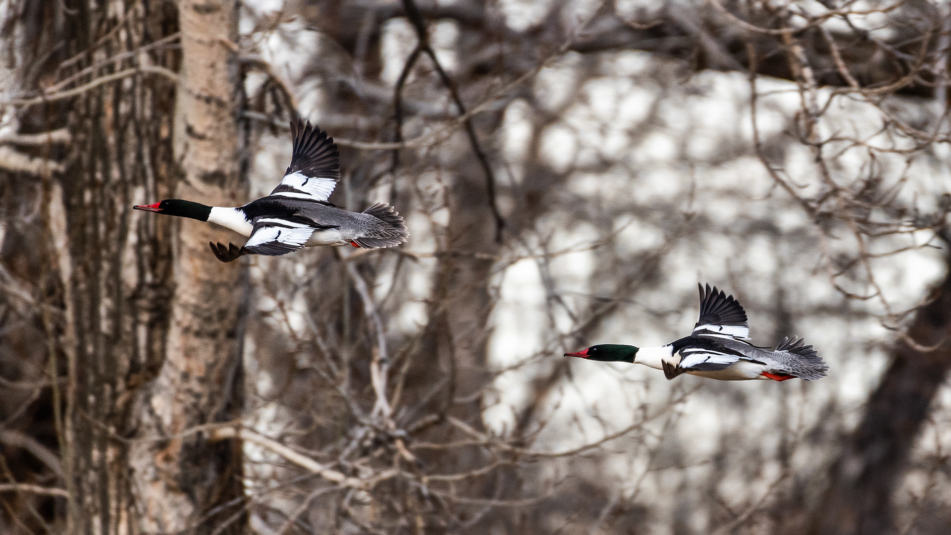 Common Mergansers (2 males) in flight at the Inglewood Bird Sanctuary & Nature Centre, Calgary, Alberta