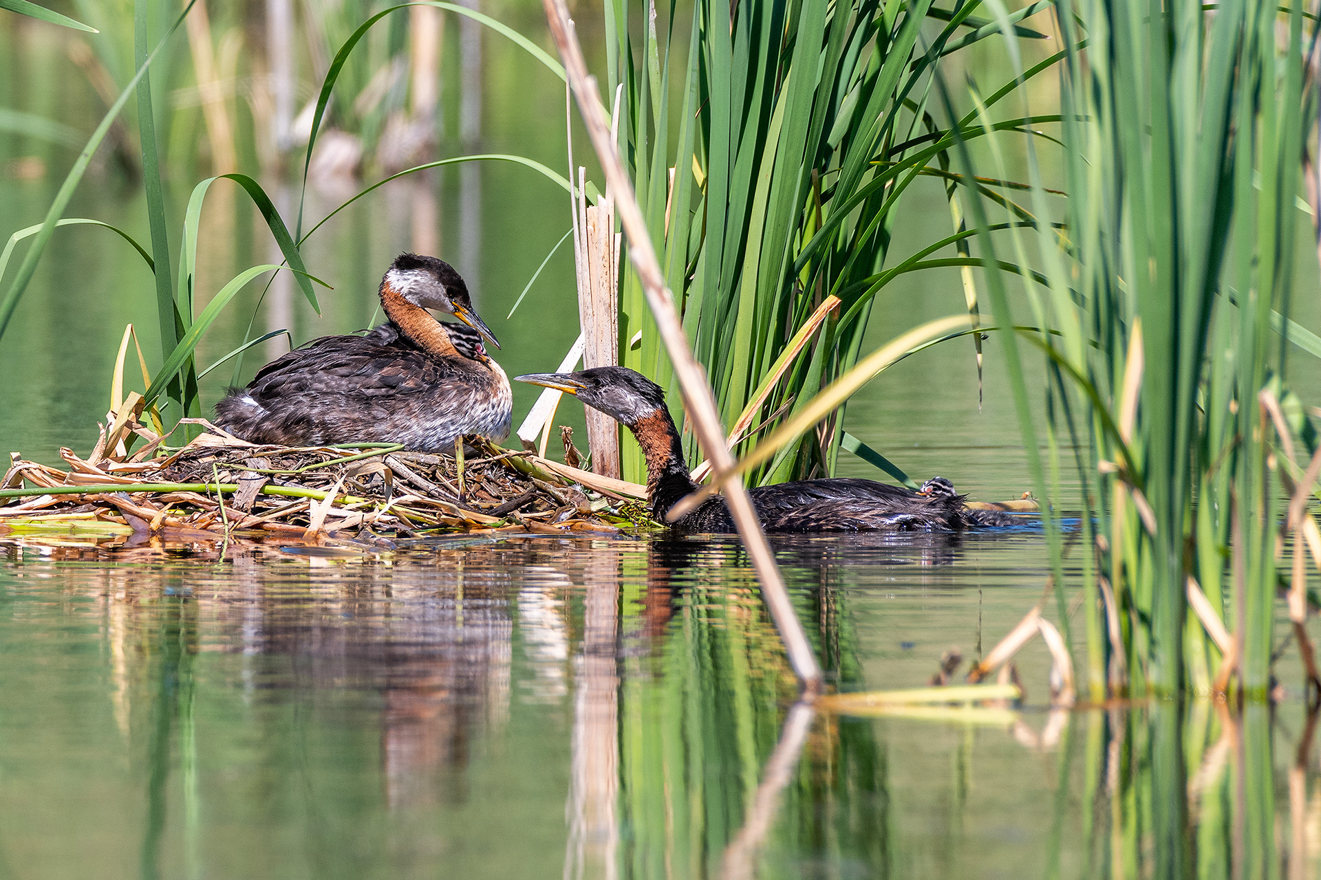 Red-necked Grebe pair at their nest with the two chicks (female on the nest, male in the water), Marshall Springs - Fish Creek Prov. Park, Calgary, AB