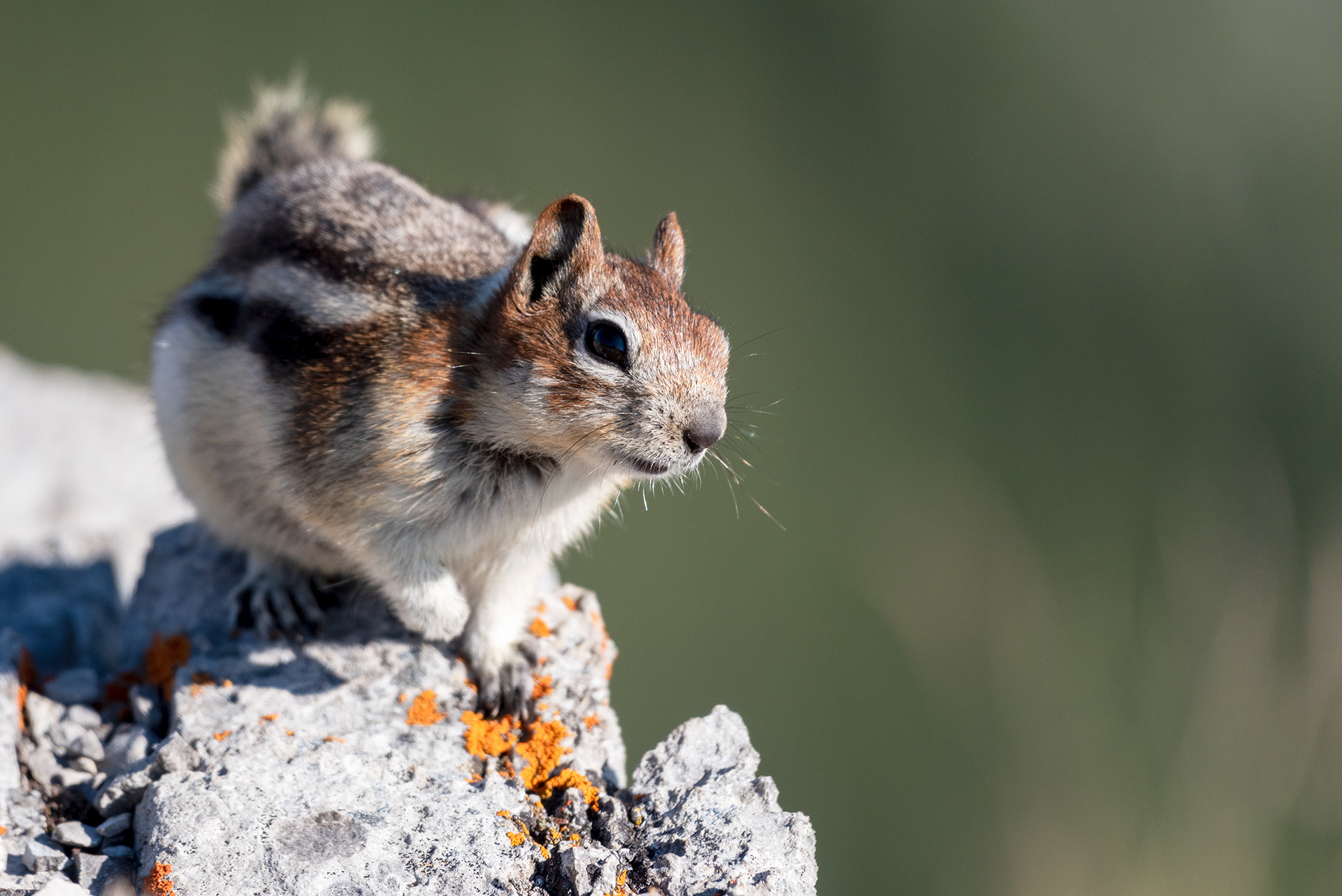 Chipmunk