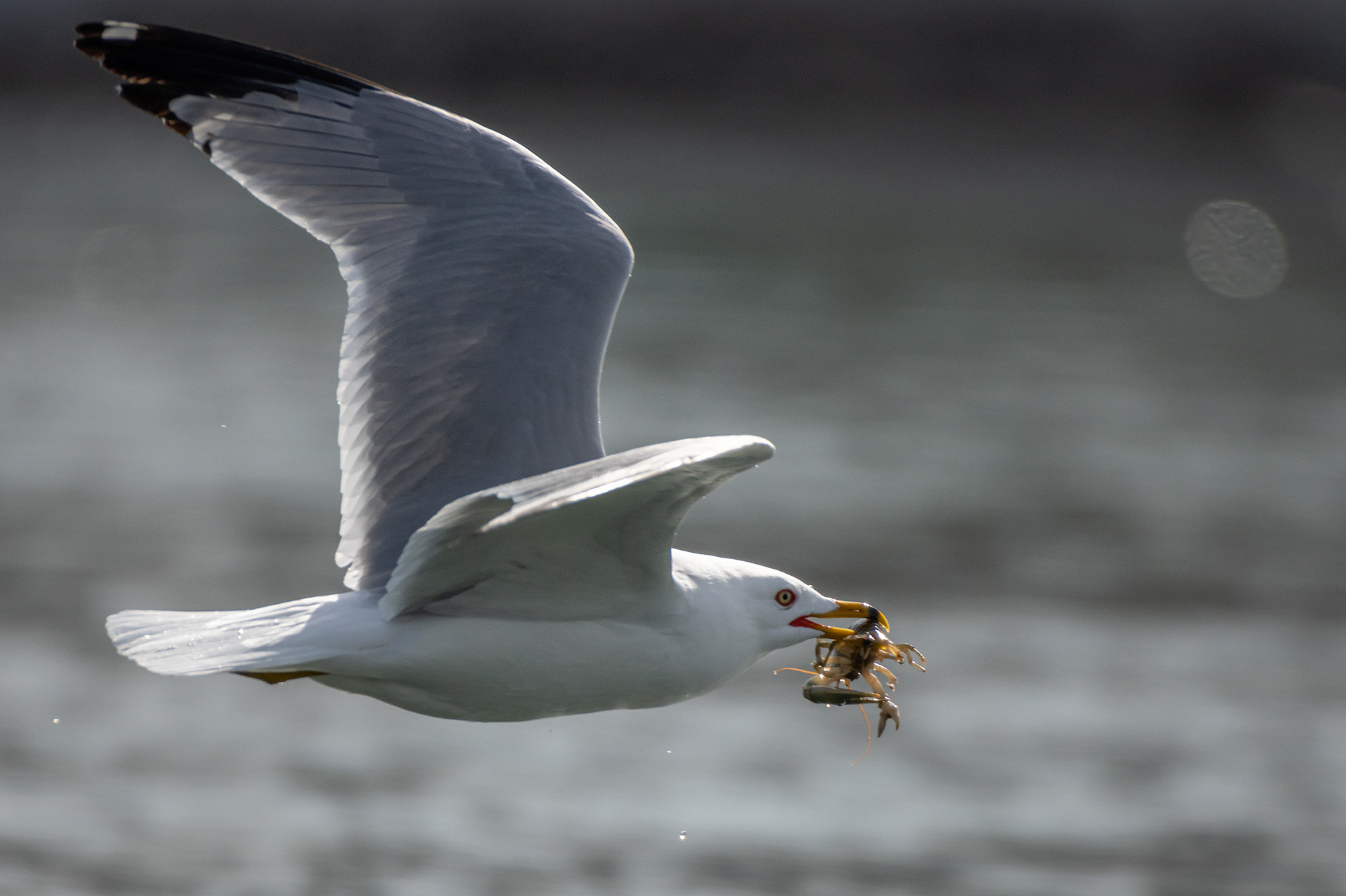 Ring-billed Gull (in flight) with a crayfish, near the Harvie Passage of the Bow River, Pearce Estate Park, Calgary, AB