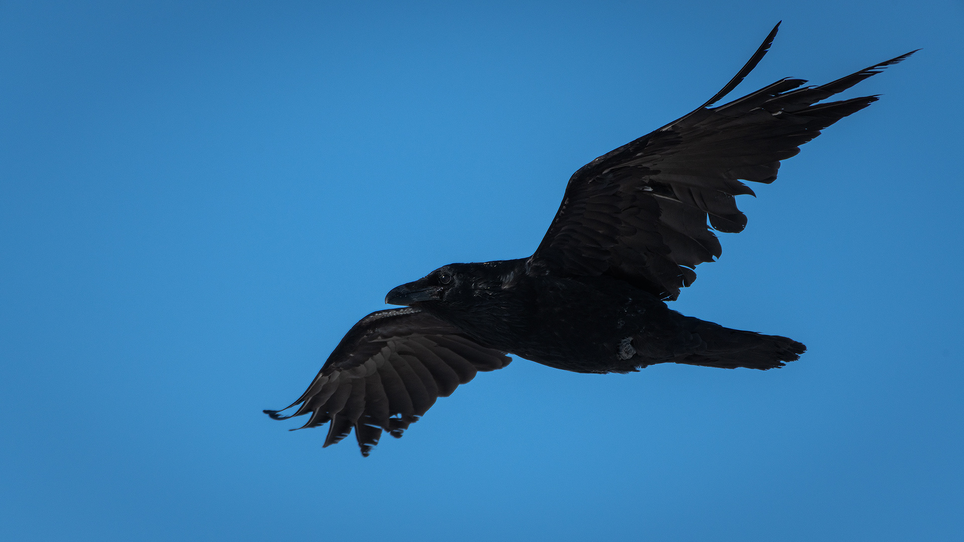 Common Raven in flight - Southview Off Leash Dog Park, Calgary, AB