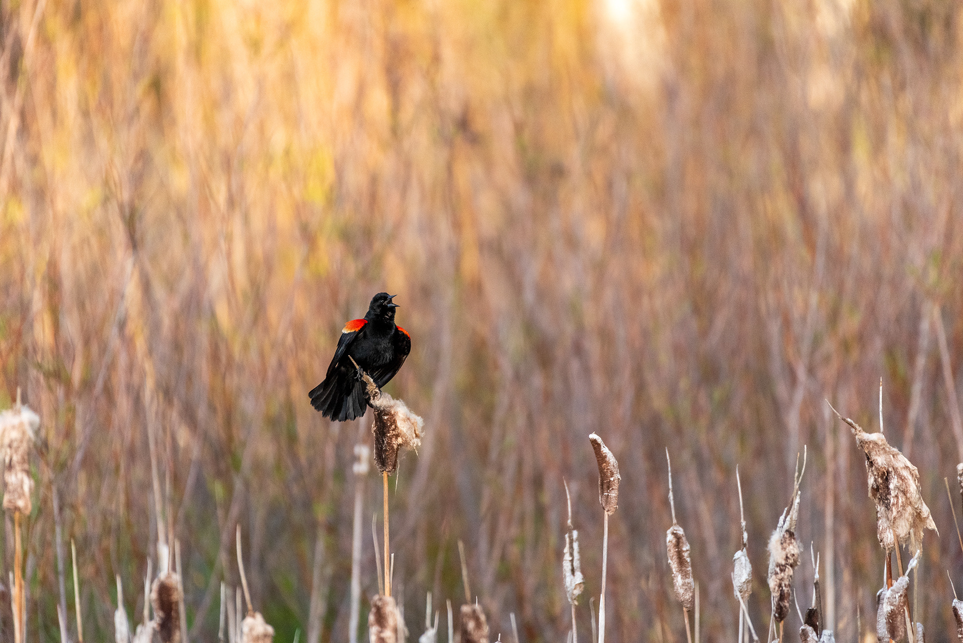 Red-winged Blackbird, Marshall Springs, Fish Creek Provincial Park, Calgary, Alberta