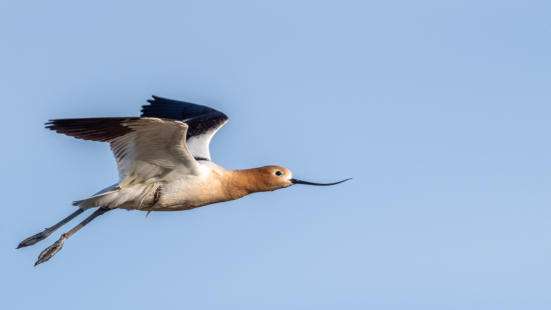 American Avocet in flight at Frank Lake, Alberta