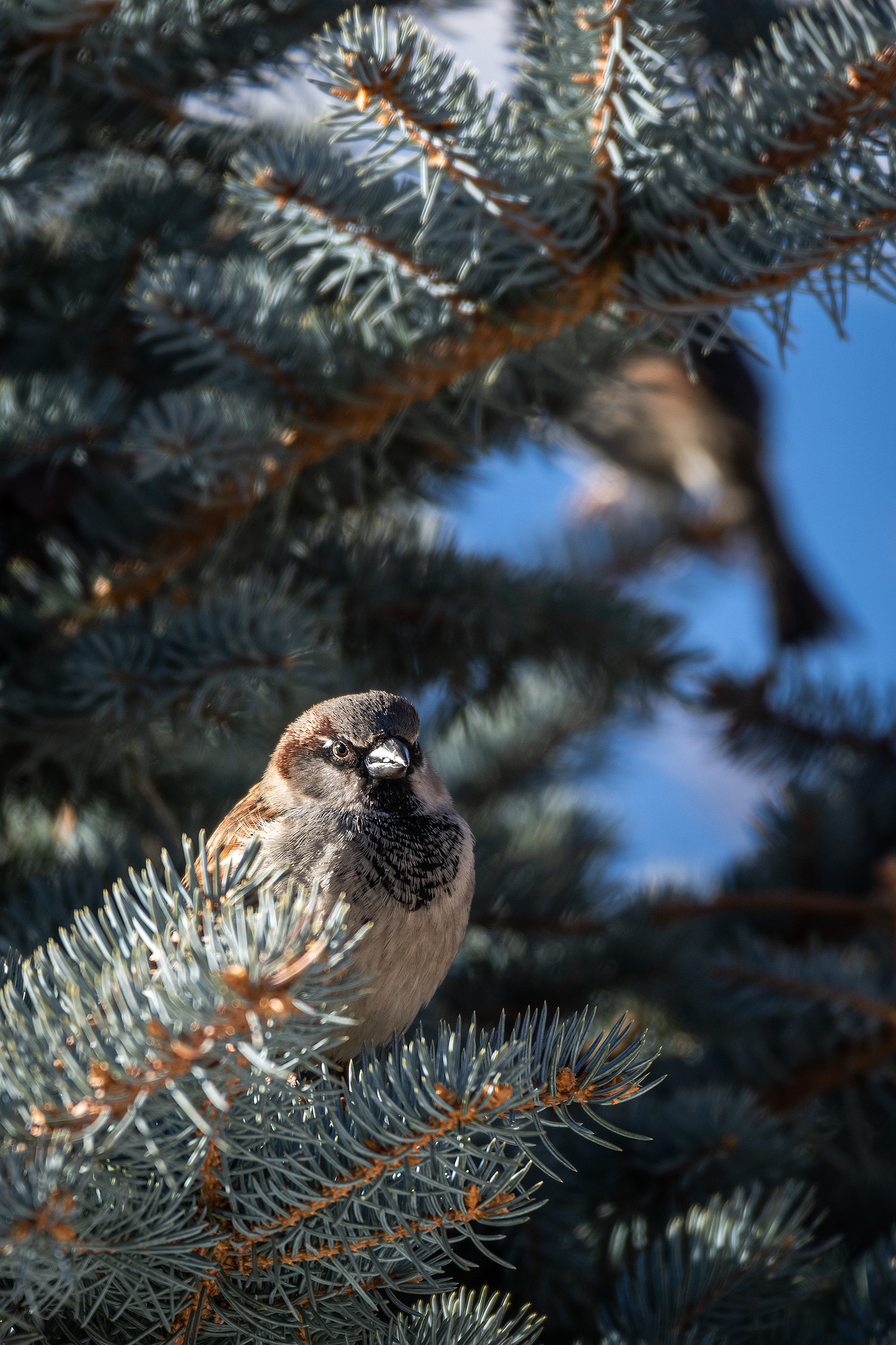 House Sparrow (male), Bridlewood, Calgary, AB