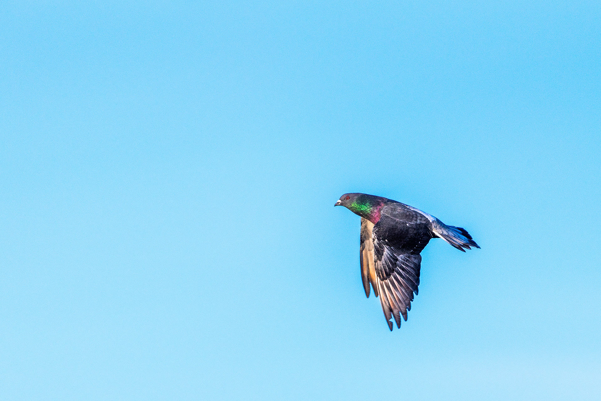 Rock Dove (pigeon) in flight over the Bow River, near Carburn Park