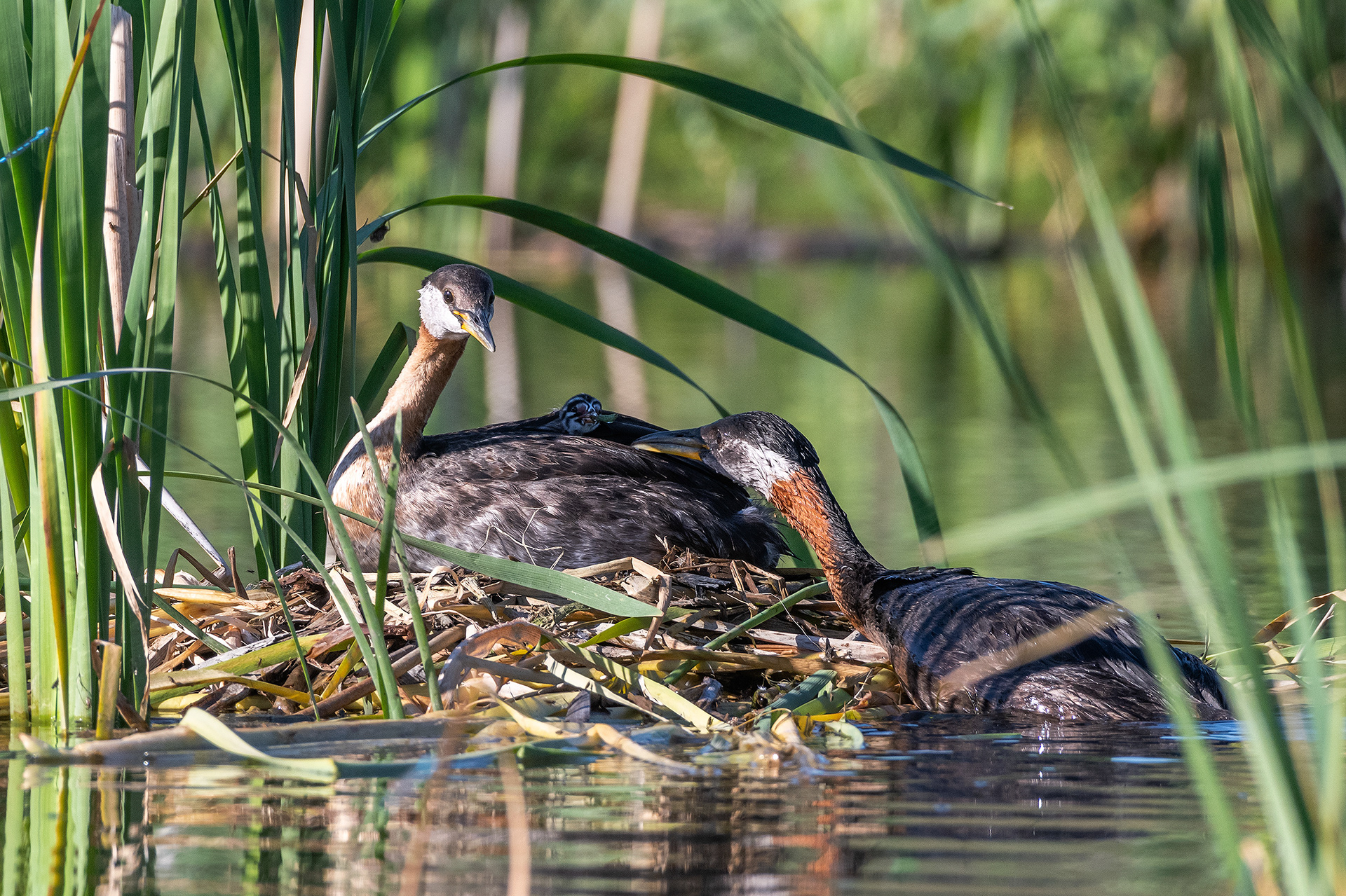 Red-necked Grebe pair at their nest with their one day old chick (Dad brought some food for the chick), Marshall Springs - Fish Creek Prov. Park, Calgary, AB