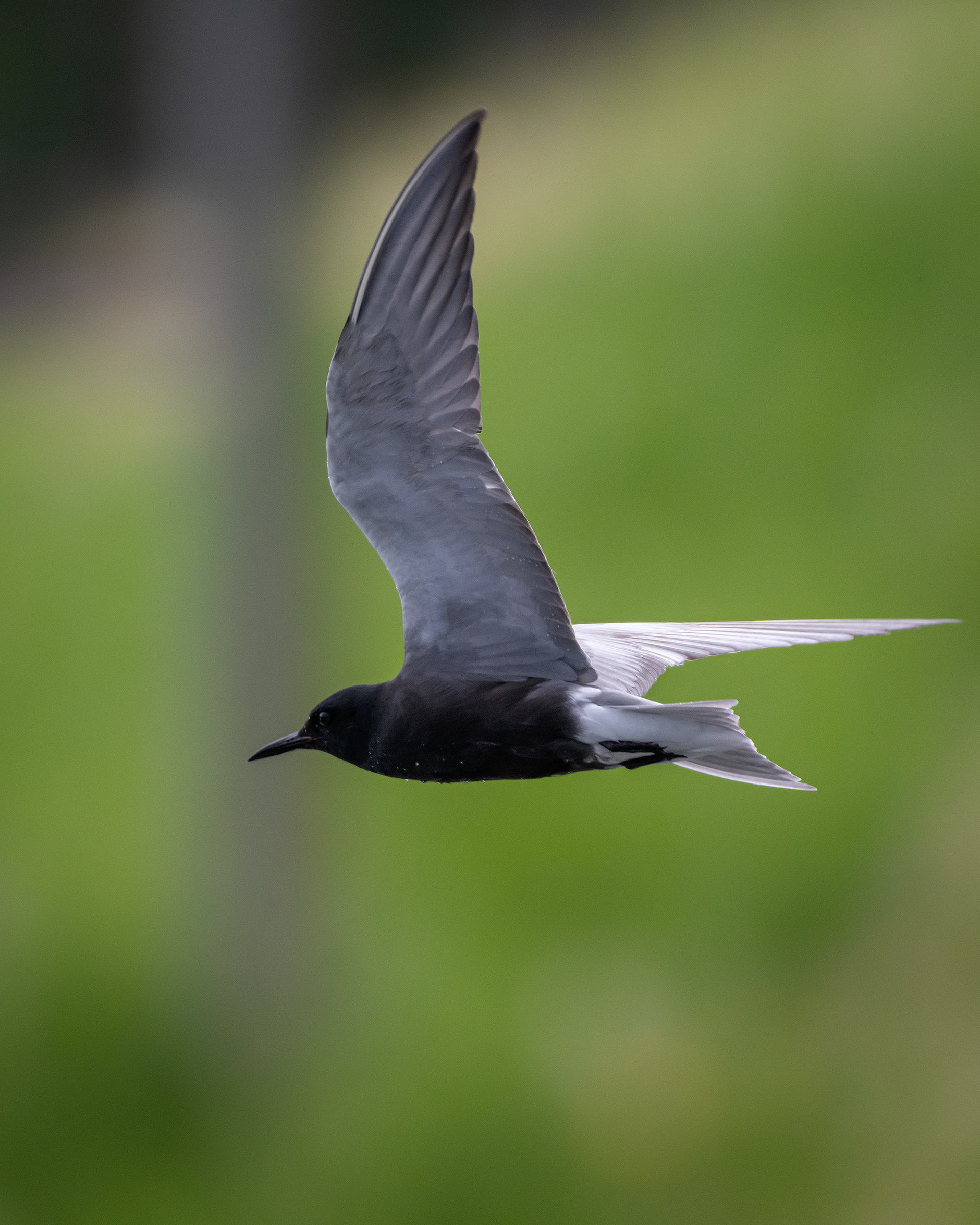 Black Tern (in flight), Marshall Springs ponds, Fish Creek Provincial Park, Calgary, AB