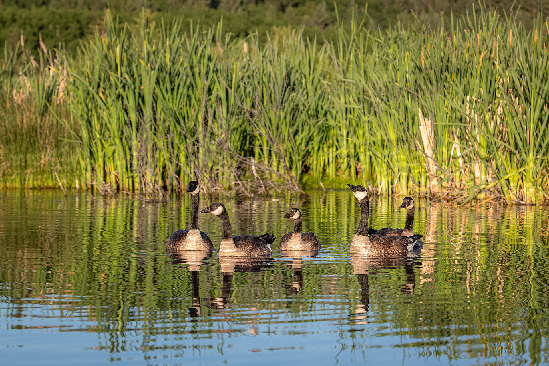 Canada Goose family, Marshall Springs ponds, Fish Creek Provincial Park, Calgary, AB