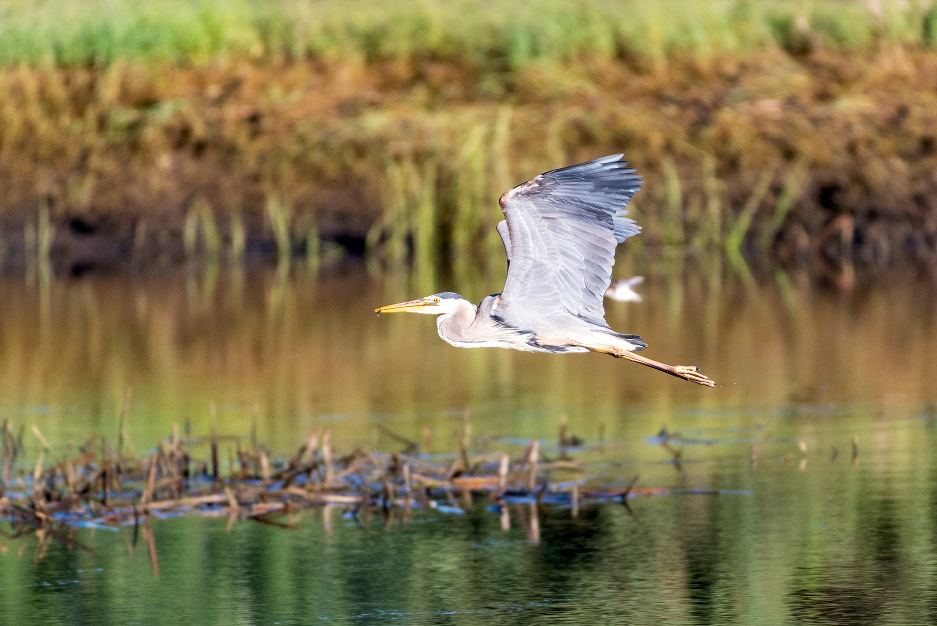 Great Blue Heron (in flight, side view)