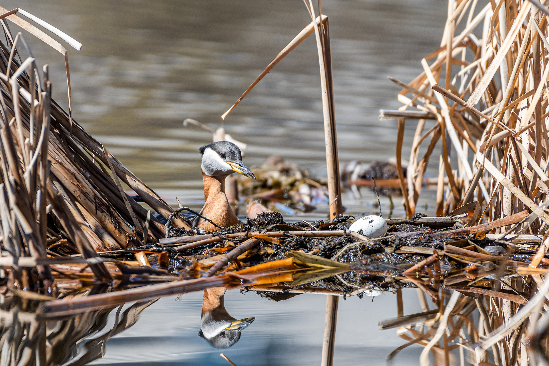 Red-necked Grebe closely watching a nest at Bridlewood Wetlands Park, Calgary, Alberta