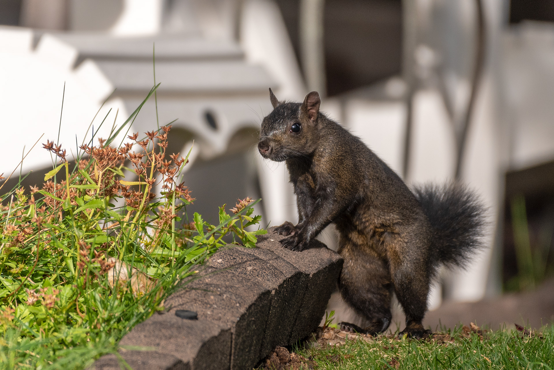 Squirrel
