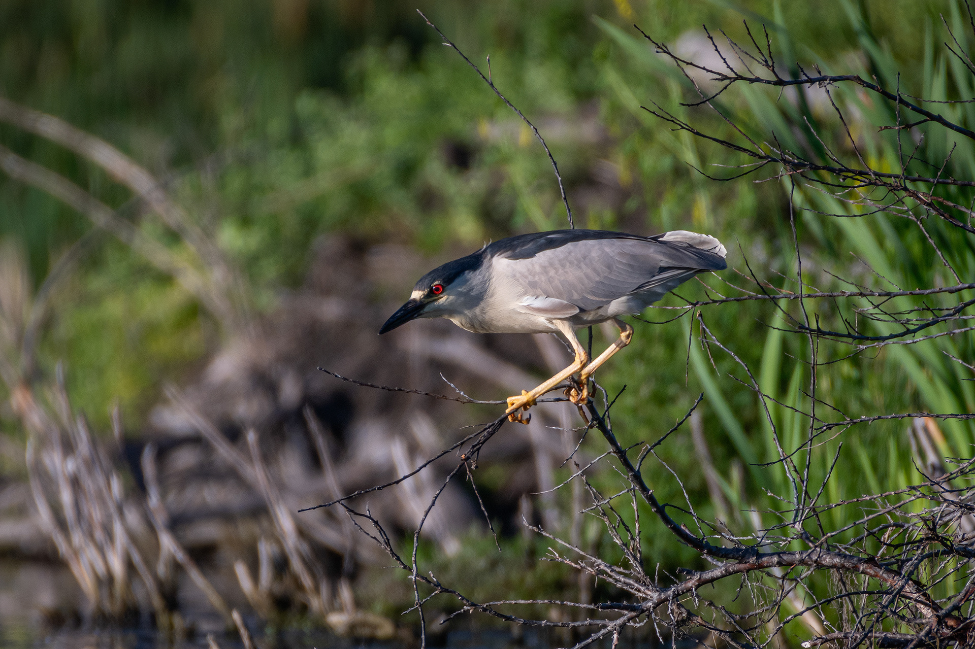 Black-crowned Night-Heron, Marshall Springs ponds, Fish Creek Provincial Park, Calgary, AB