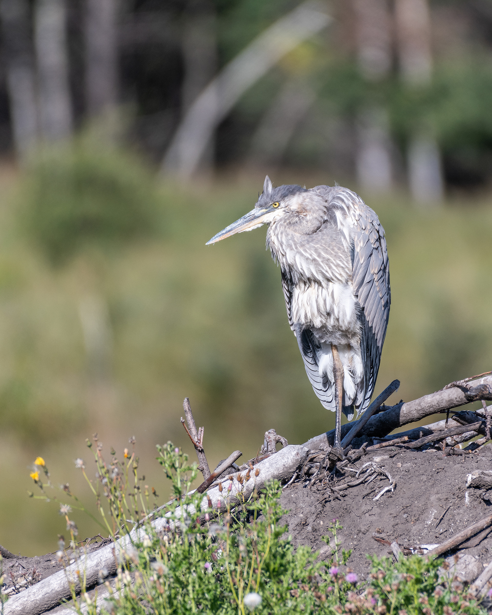 Great Blue Heron, Marshall Springs - Fish Creek Prov. Park, Calgary, AB