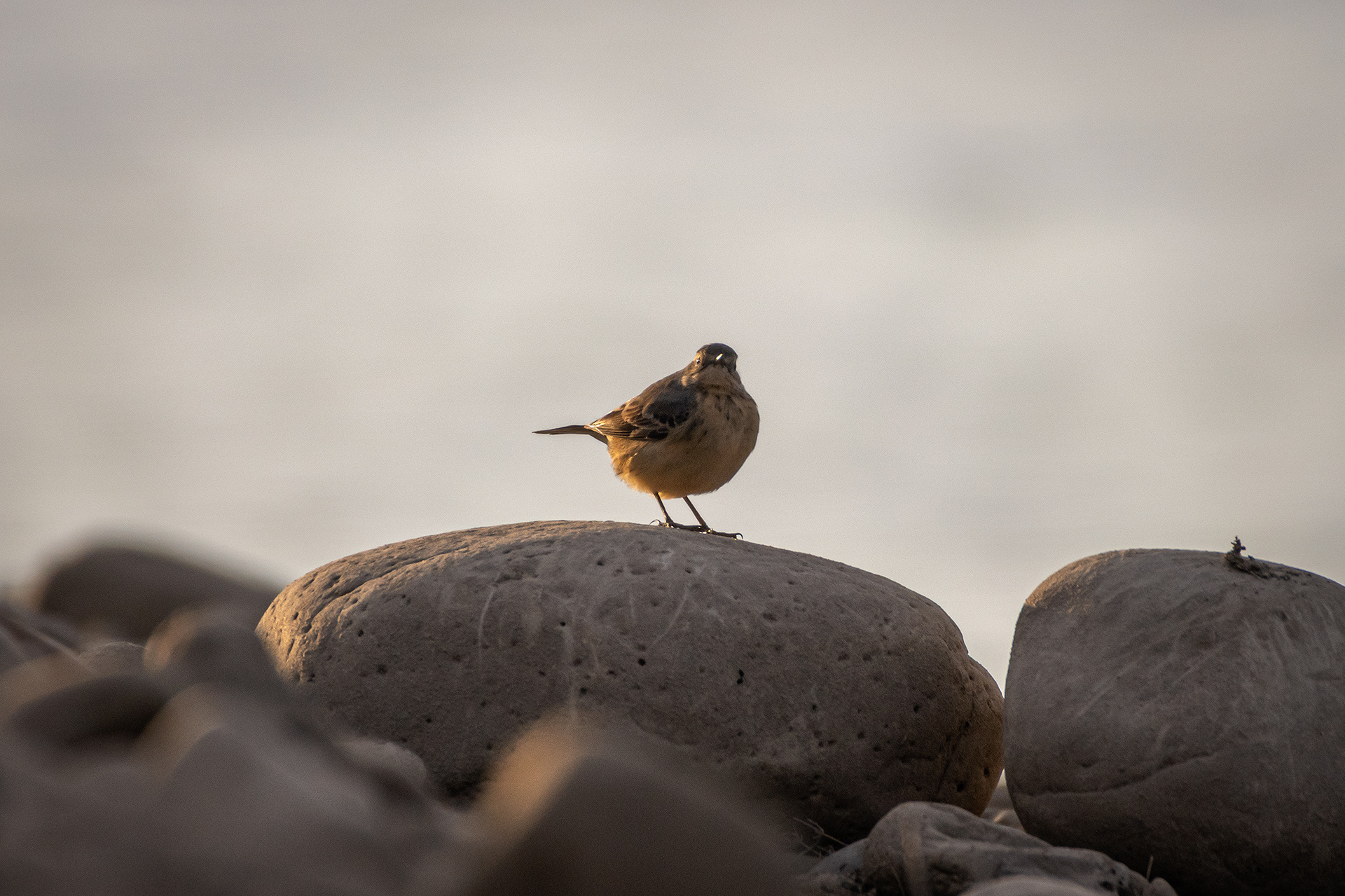 Bird, North Glenmore Park, Calgary, AB