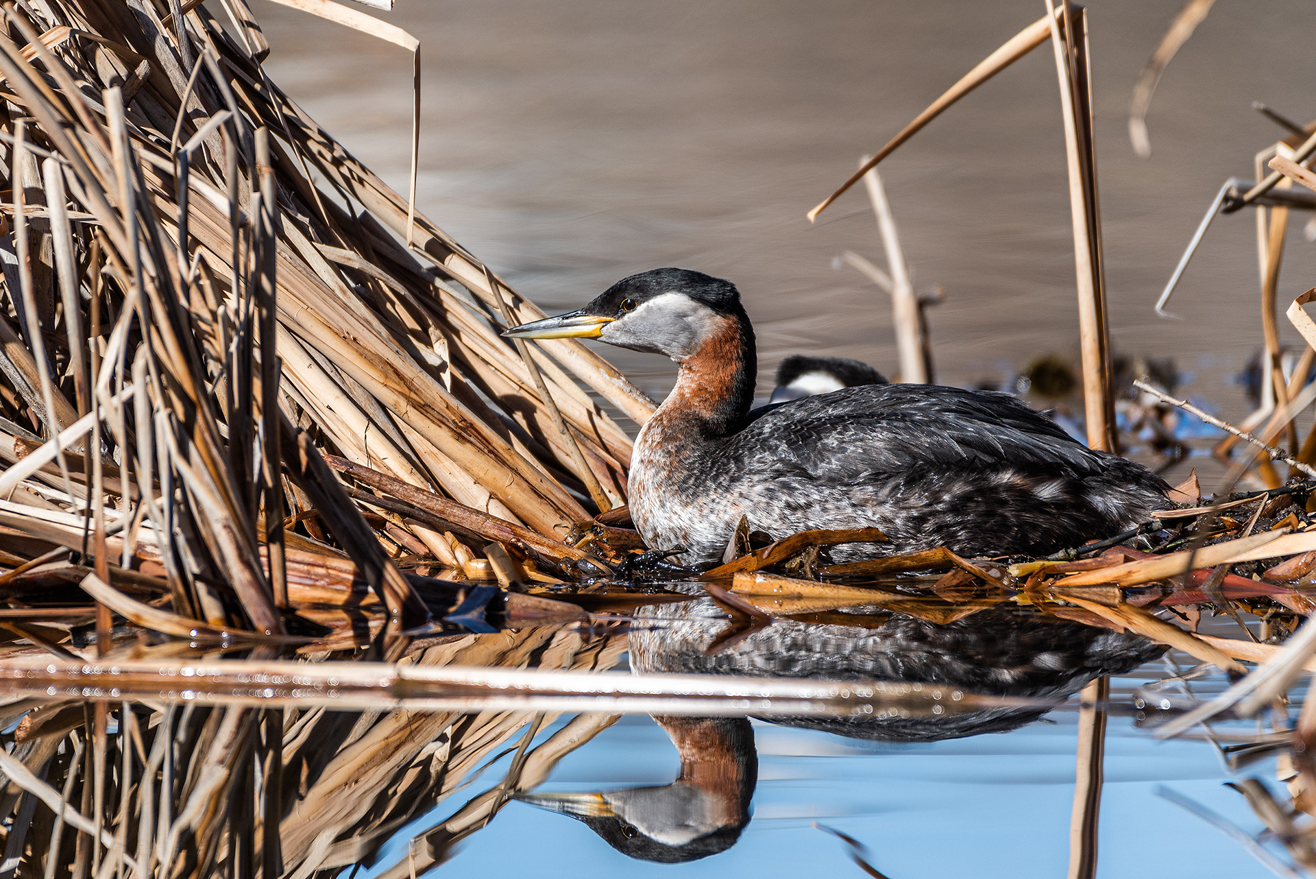 Red-necked Grebe at Bridlewood Wetlands Park, Calgary, Alberta