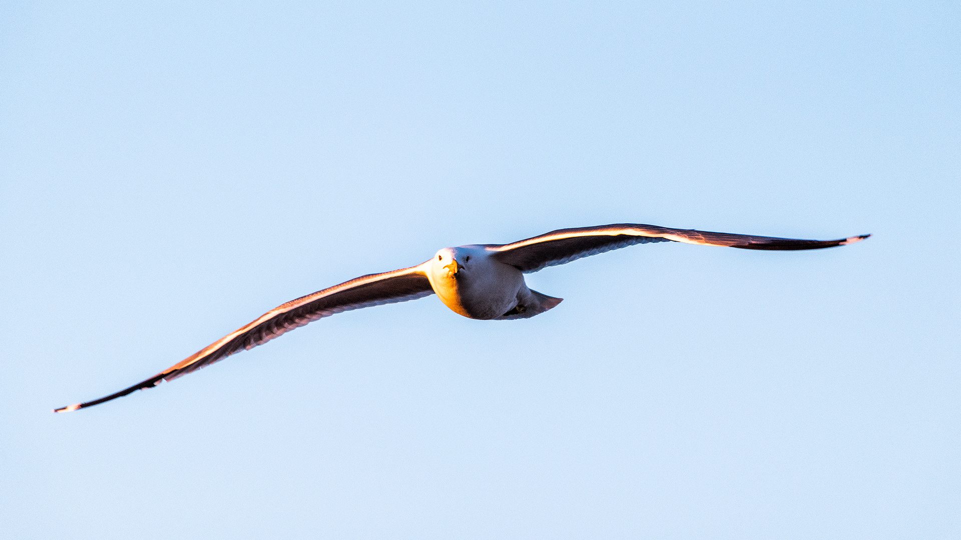 Gull in flight at Frank Lake, Alberta