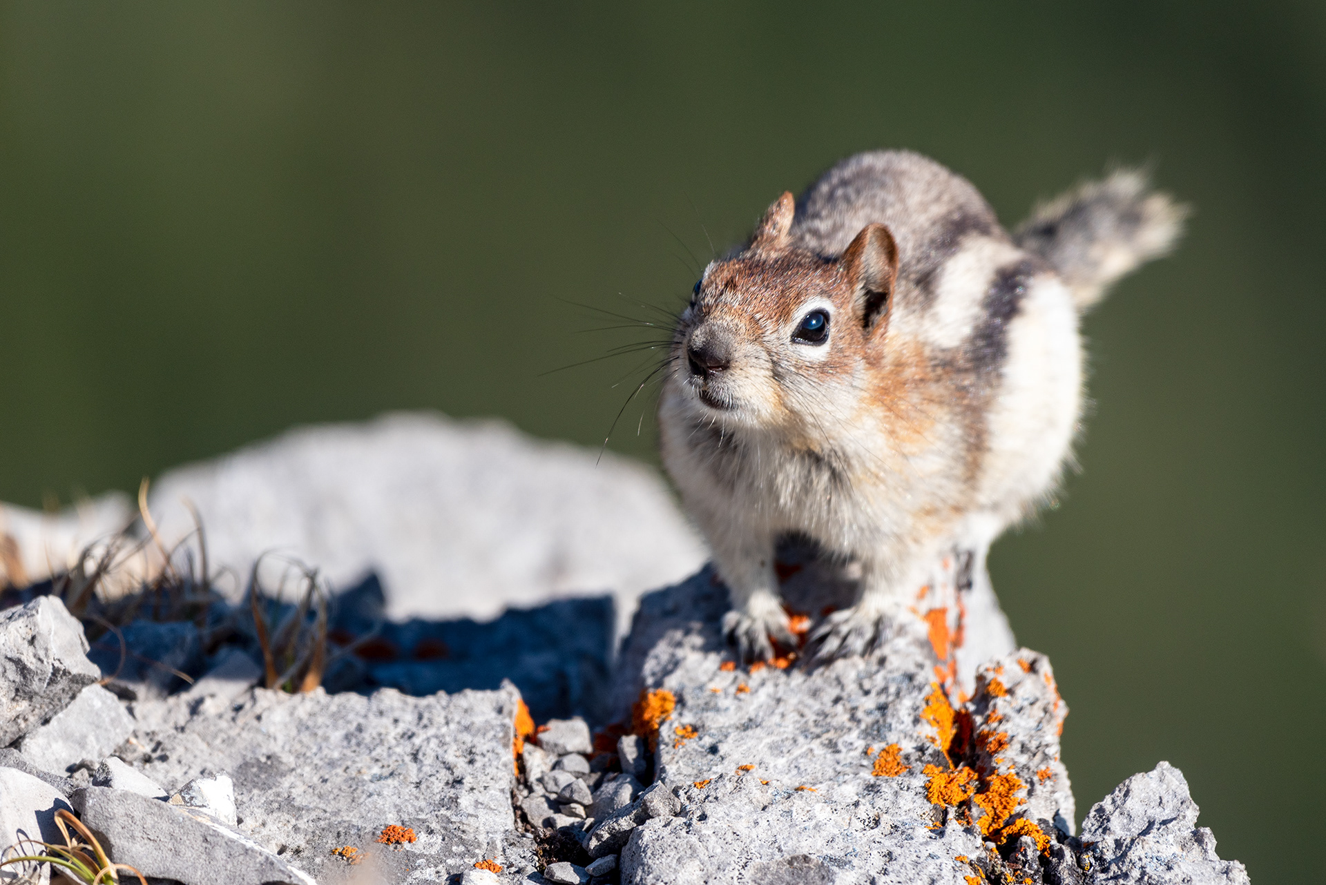 Chipmunk