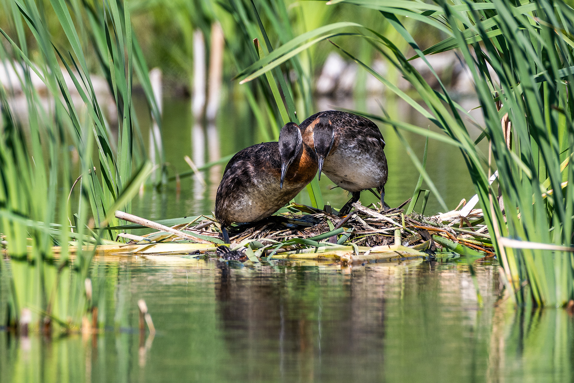 Red-necked Grebe pair at their nest (newly hatched chick in front of the nest), Marshall Springs - Fish Creek Prov. Park, Calgary, AB