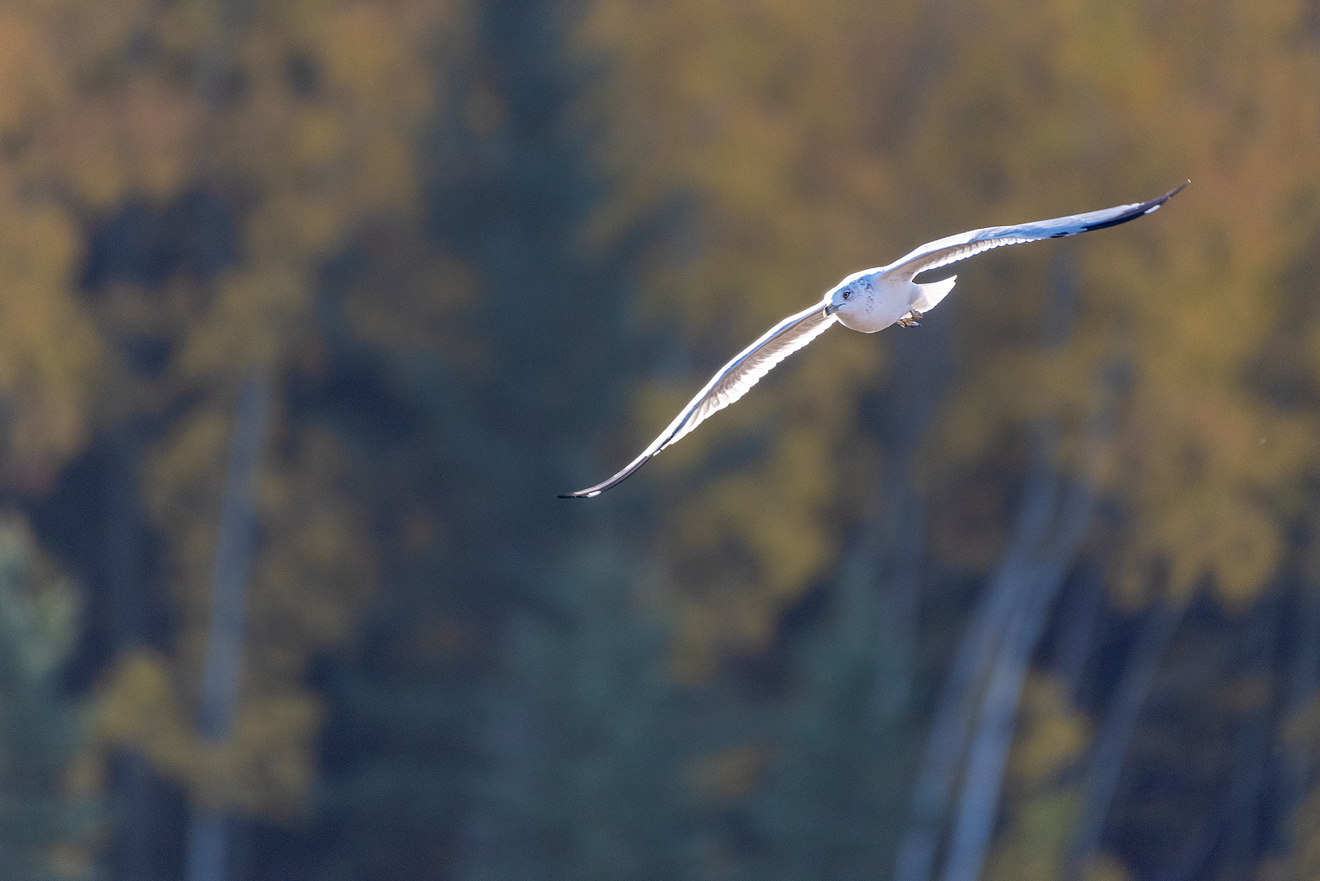 Ring-billed Gull, in flight, at the Marshall Springs ponds in Fish Creek Provincial Park (surface-tipping for fish)