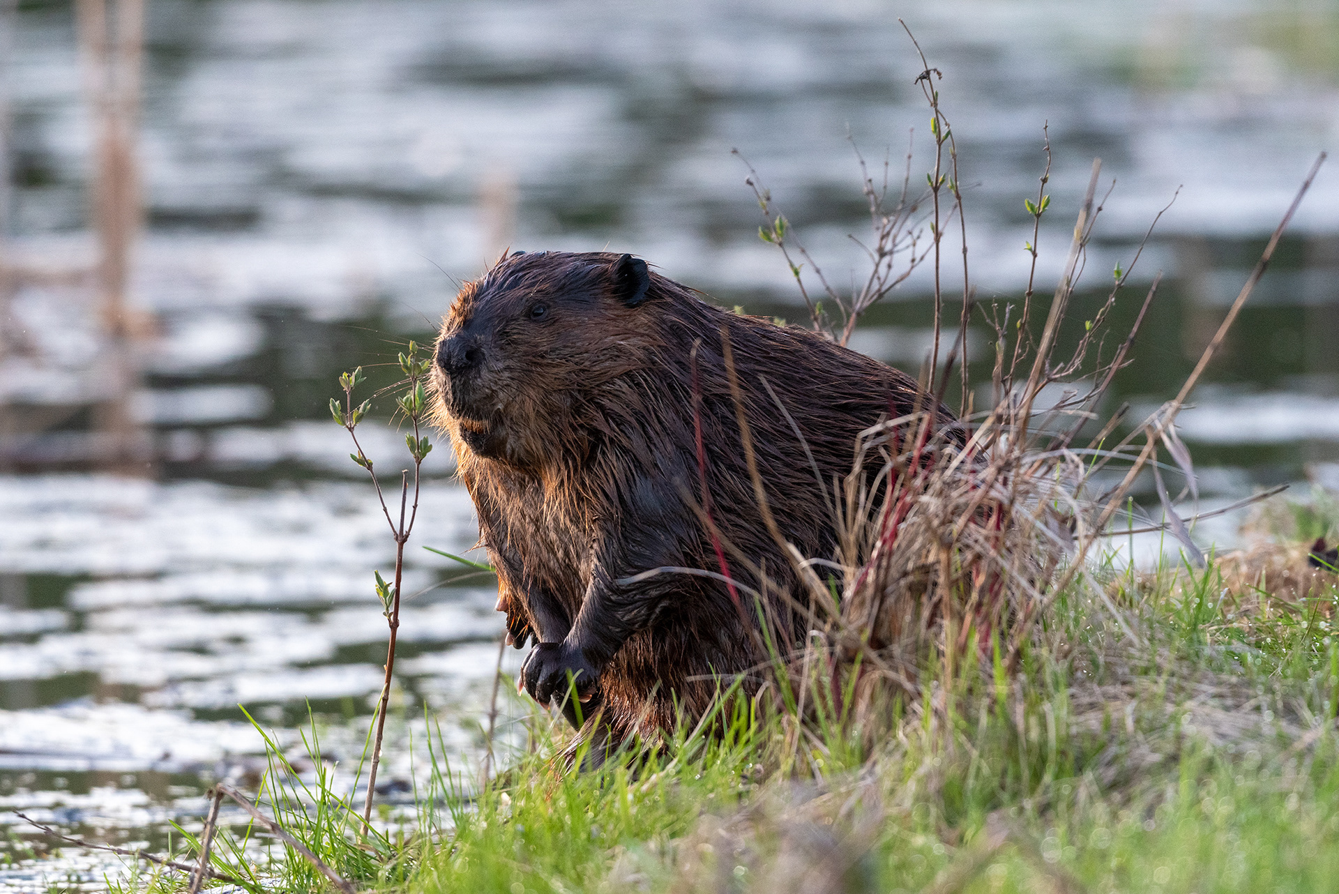 beaver, Marshall Springs, Fish Creek Provincial Park, Calgary, Alberta