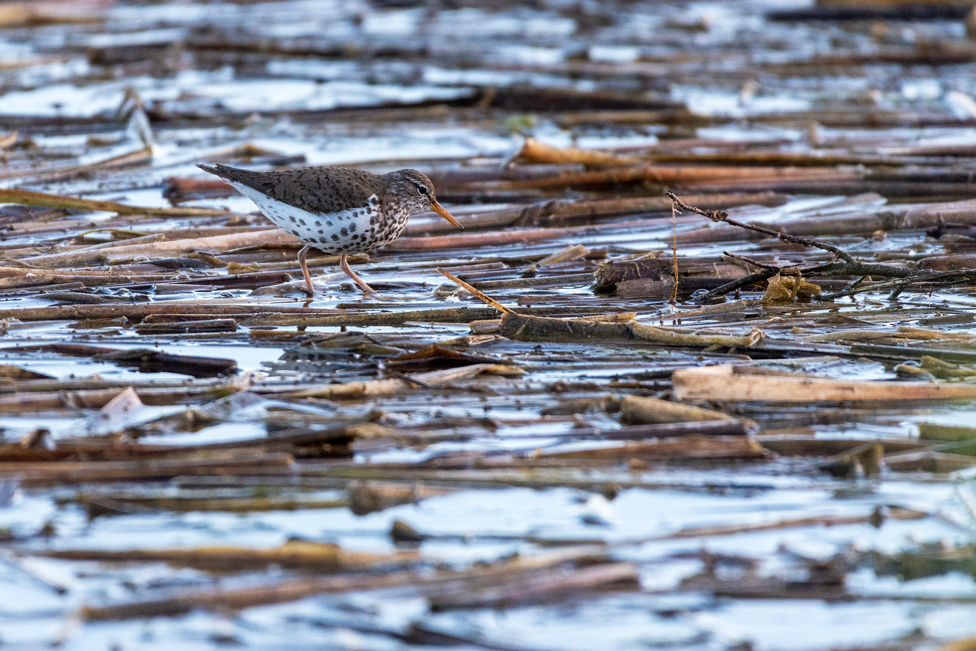 Spotted Sandpiper, Marshall Springs, Fish Creek Provincial Park, Calgary
