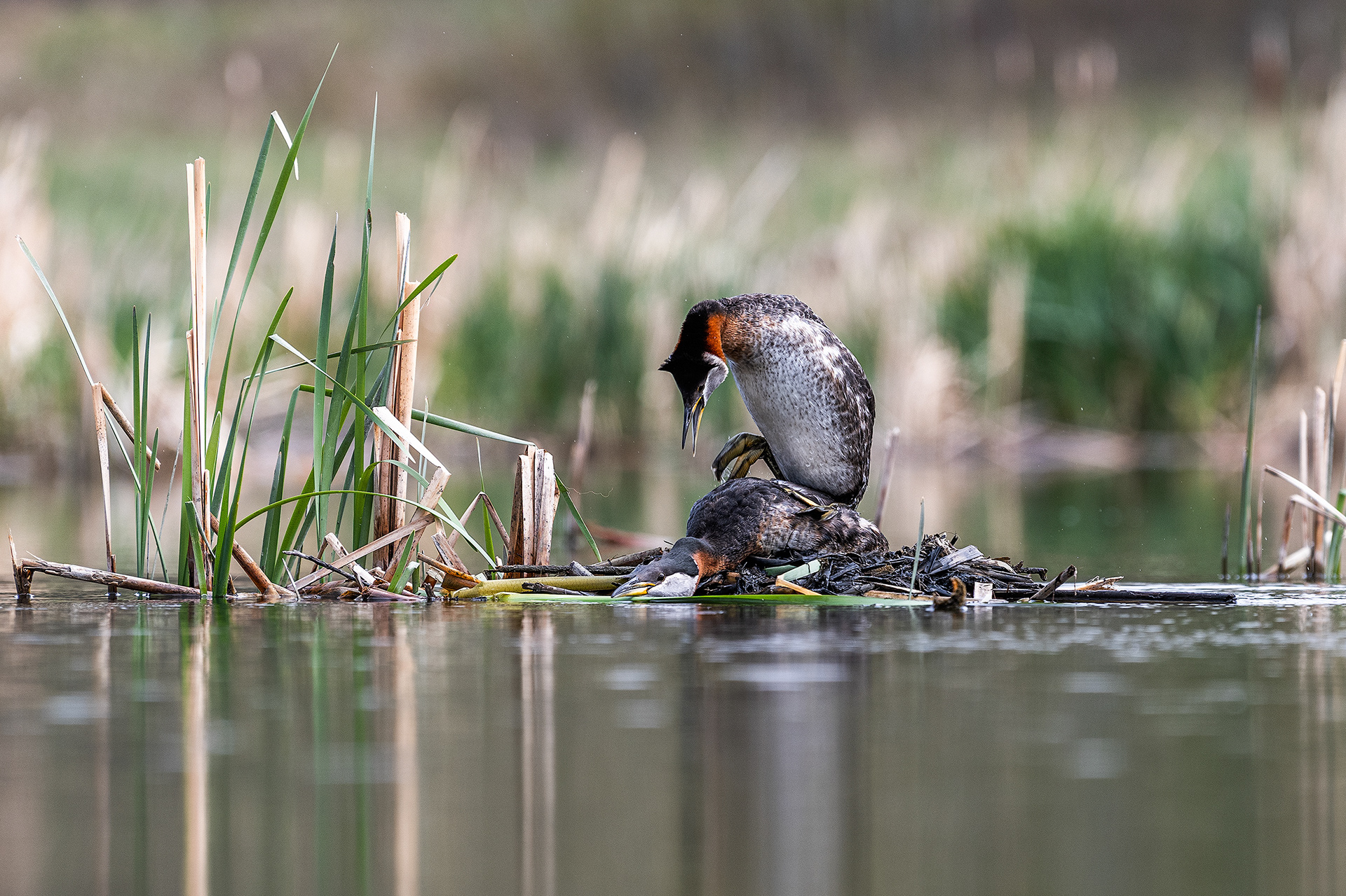 Red-necked Grebe pair mating at the Marshall Springs ponds in Fish Creek Provincial Park