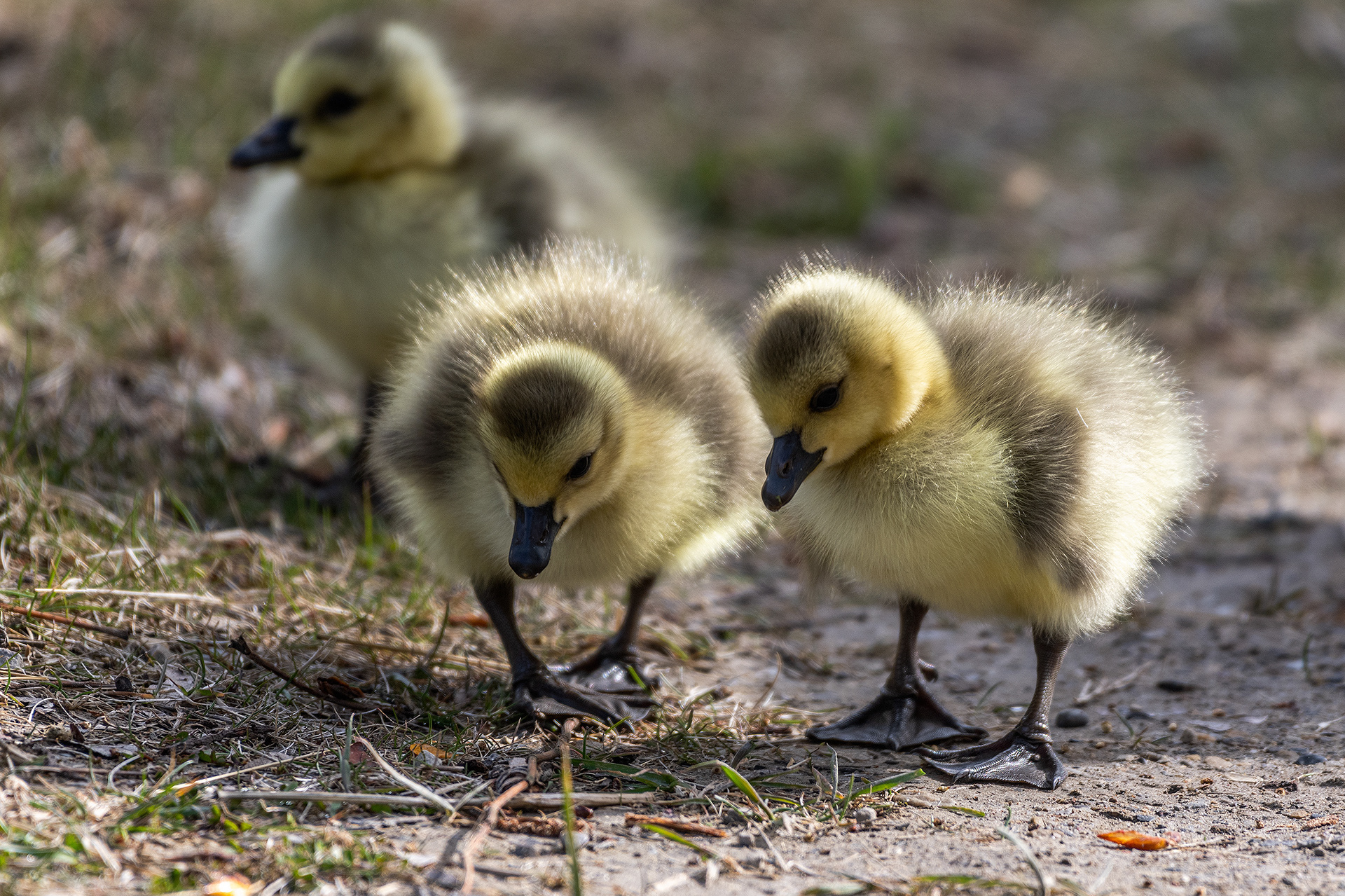 Canada Goose goslings, Inglewood Bird Sanctuary & Nature Centre, Calgary, Alberta