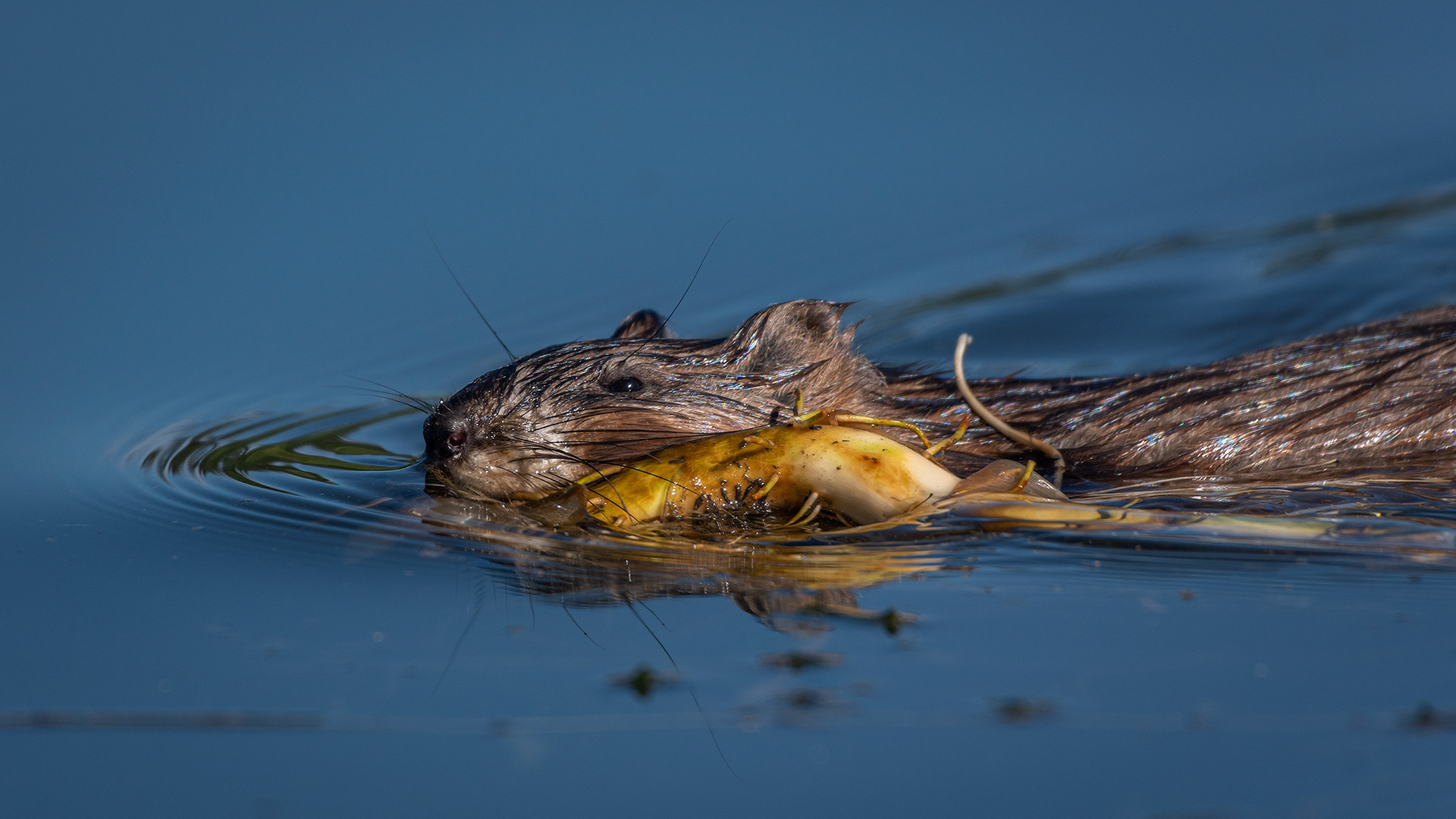 Beaver, Marshall Springs ponds, Fish Creek Provincial Park, Calgary, AB