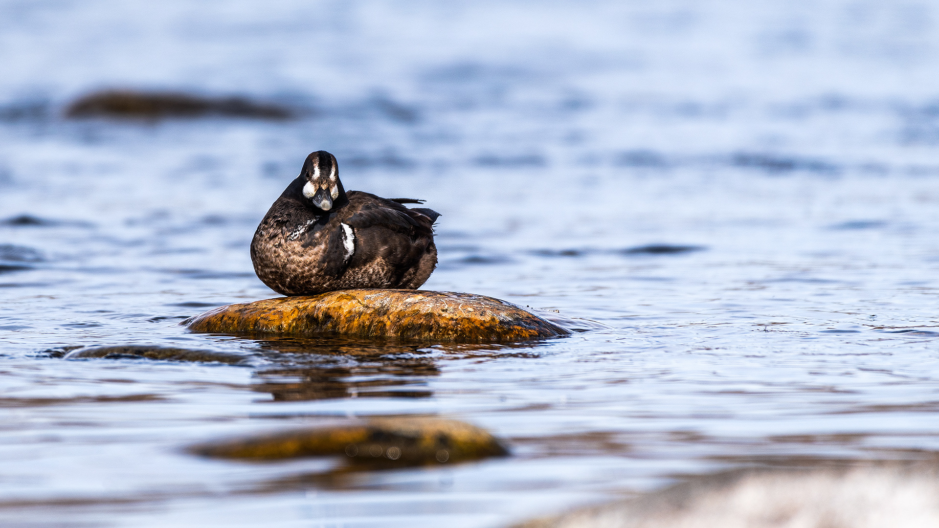 Harlequin Duck on the Bow River near Carburn Park, Calgary, AB